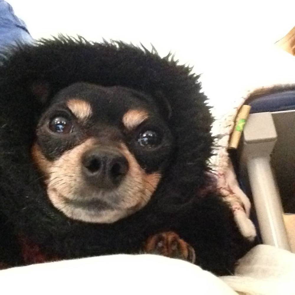 Meet your Posher, Evelyn